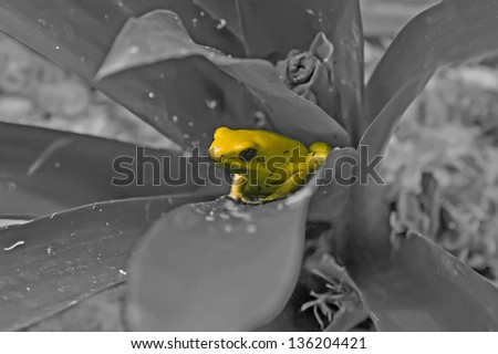 Golden poison frog(Phyllobates terribilis)
