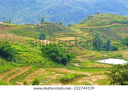 Fields of rice constructed in terraces,Sapa.Vietnam