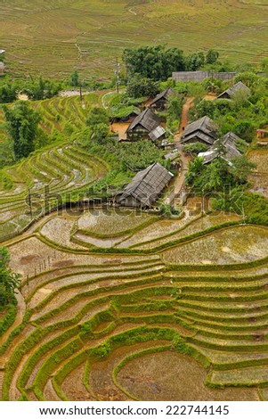 Fields of rice constructed in terraces,Sapa.Vietnam
