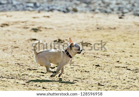 happy chihuahua running on a sunny day.