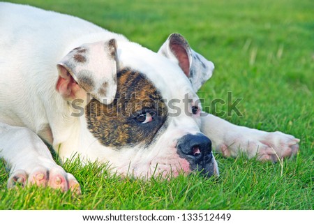 close up picture of spotted american bulldog on the grass