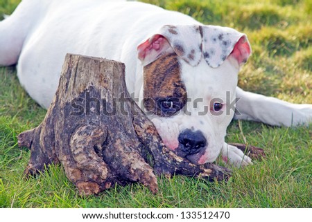 american bulldog lying near stump