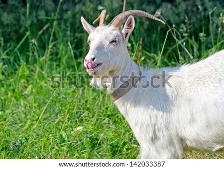 funny goat in the grass