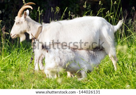 goat feeding baby with milk in the meadow