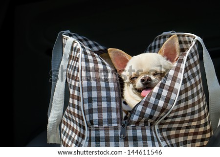 dog sitting  in bag .