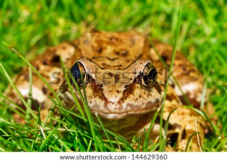 large frog on the grass