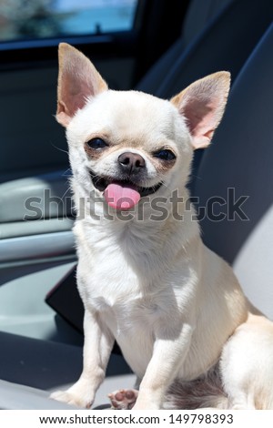 beautiful chihuahua on the seat of a car dog in automobile