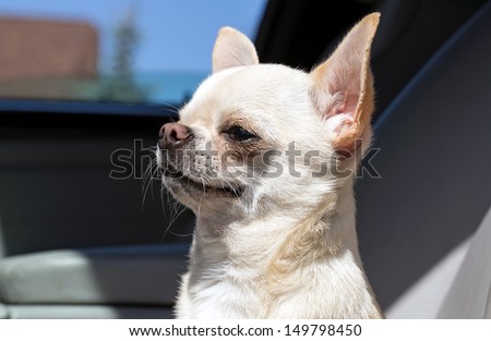 chihuahua enjoying trip by car dog in automobile