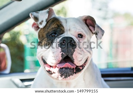 happy dog enjoying trip by car american bulldog in automobile