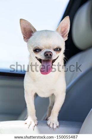 happy chihuahua in automobile .