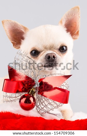 chihuahua with red bow and christmas ball sitting in santa\'s hat