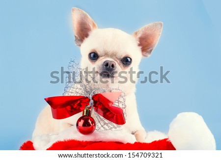 chihuahua with red bow and christmas ball sitting in santa\'s hat