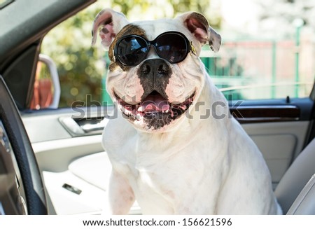 american bulldog in sunglasses sitting in automobile dog in the car