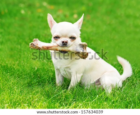 small dog holding big bone and sitting on the grass