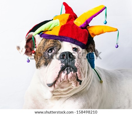 funny american bulldog in a cap funny american bulldog in a cap