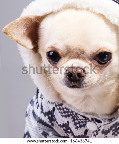cute chihuahua dog in coat with hood