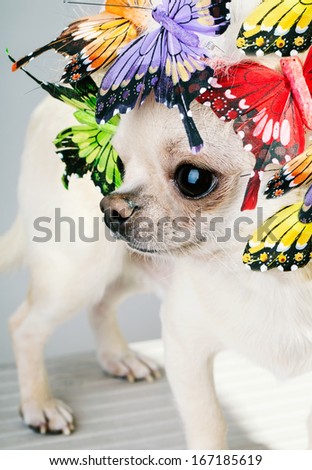 chihuahua dog with butterflies on head close up