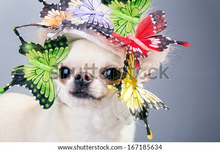 chihuahua dog with butterflies close up picture
