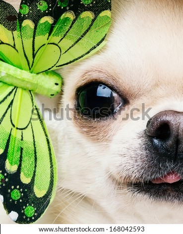 dog with butterfly