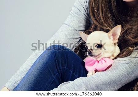 chihuahua dog sitting on knees of a woman