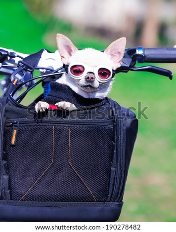 small dog in sunglasses in bicycle bag