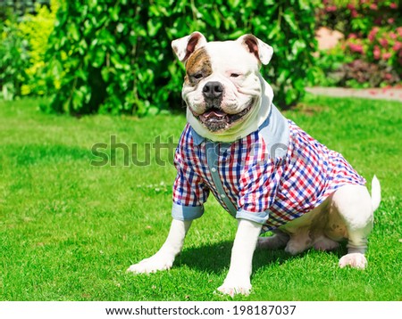 adorable dog relaxing on the grass on a sunny day