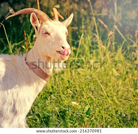 funny goat in the grass