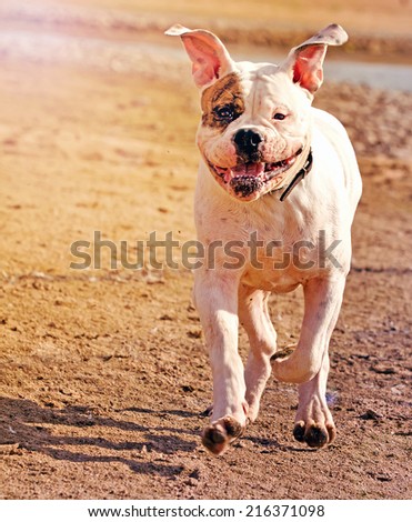 happy dog on the run