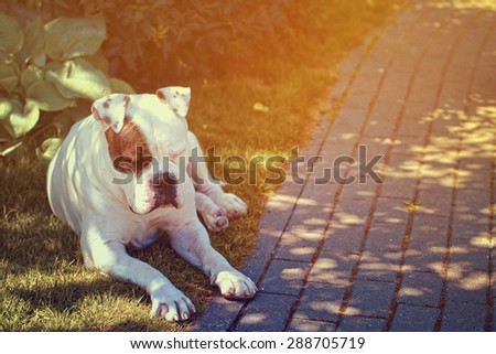 american bulldog resting on the grass