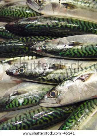 mackerel fish outline