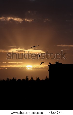 Three stages of flight: Silhouettes of pigeons landing on a building in the sunset.