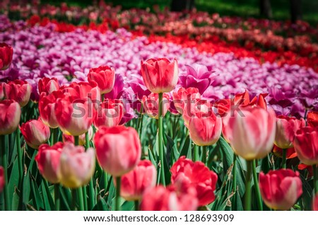 A field of red and purple tulips on flower exhibition