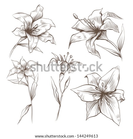 Hand Drawn Lilly Flowers Vector Set - 144249613 : Shutterstock