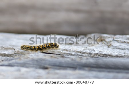 caterpillar on a log outdoors - step by step by step by...