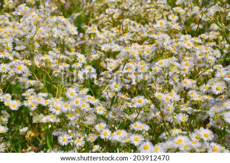The little daisies.