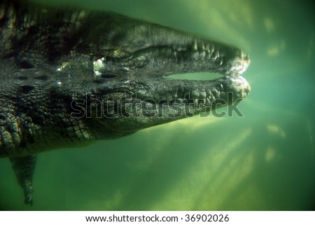 salt water crocodile in water