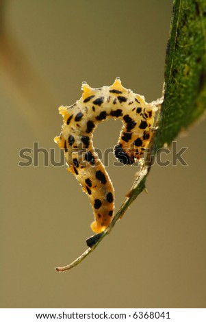 Caterpillar Of Beautiful Butterfly Stock Photo 6368041 