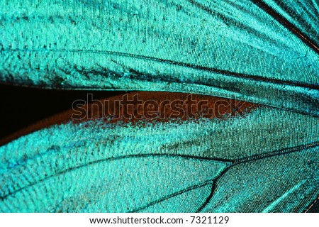 Butterfly Wing Texture