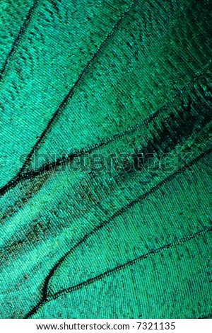 Abstract turquoise texture of shiny butterfly wing - morpho