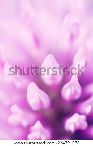 Purple flower abstract