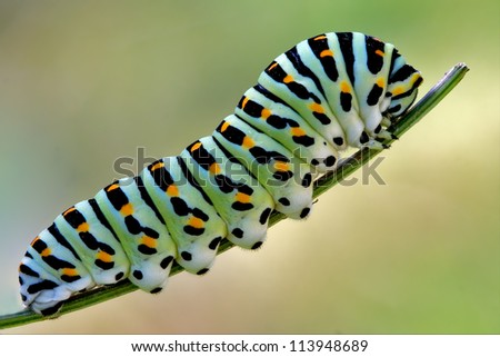 A Caterpillar