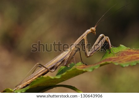 close up of wild side of praying mantis mantodea on a green brown left  in the bush