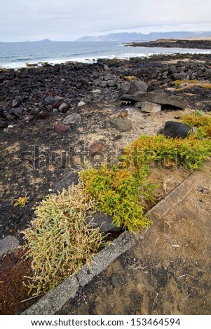 flower branch abstract pond water coastline salt in  lanzarote spain musk  rock stone sky     and summer