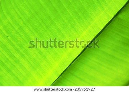 thailand in the light  abstract leaf and his veins background  of a  green  black   kho samui bay