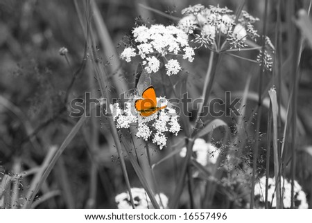 stock photo : orange butterfly to black and white backgrounds