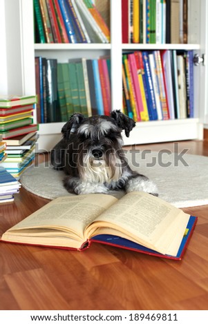Dog reading a book lying in a library