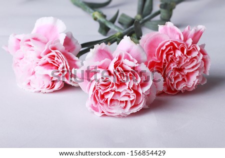 beautiful pink and white carnations on white background