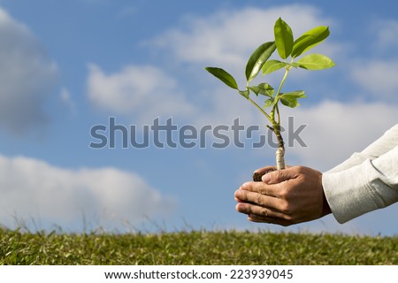 Tree in palm of hand - Stock Image