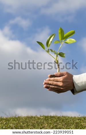 Tree in palm of hand - Stock Image