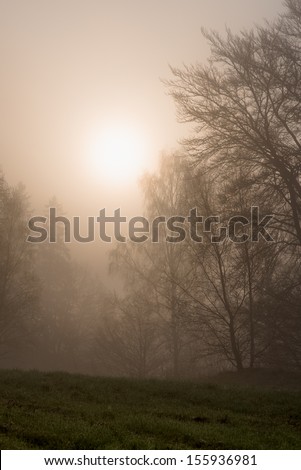 Trees on a hillside shrouded in fog with the sun rising and trying to break through